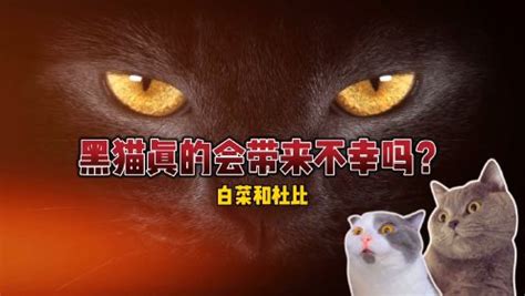 黑猫进家|遇见黑猫不吉利？辟谣，真相恰恰相反。黑猫那些关于运气的传说。